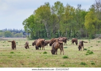 Wisent or European bison (Bison bonasus) in National Park de Maashorst in the Netherlands, Europe